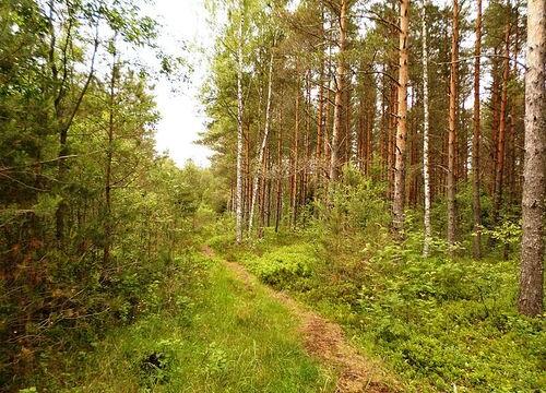 42. Türi metsajooks - Metsakombinaadi staadion